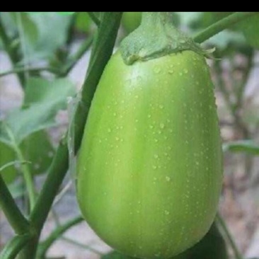青茄子货源充足，保证质量，产地直发，预定中