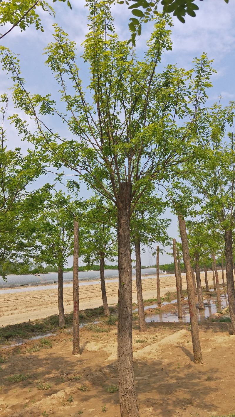 10公分刺槐价格河北刺槐基地绿曦苗圃自家苗圃