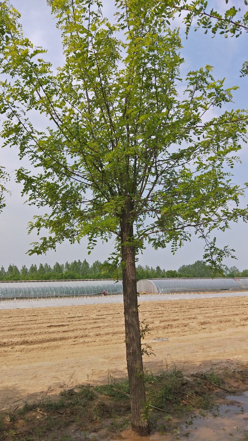 10公分刺槐价格河北刺槐基地绿曦苗圃自家苗圃