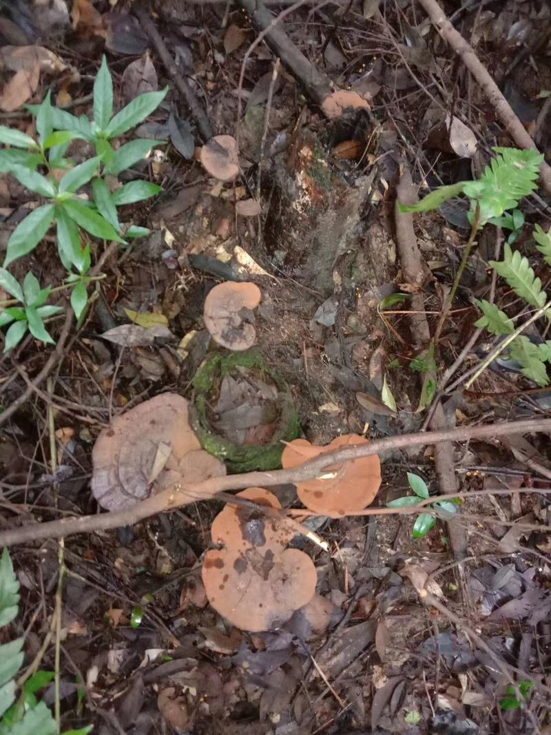 广东本地枫树上长的野生黑灵芝