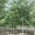 杜仲优质杜仲苗建苗圃用苗工程苗河北保定