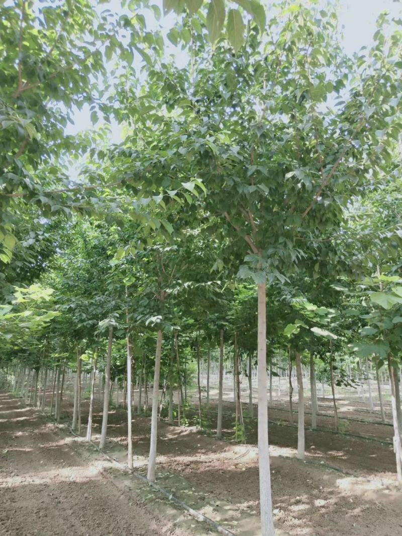 杜仲优质杜仲苗建苗圃用苗工程苗河北保定