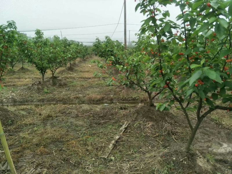樱桃苗3年大苗带土球发货当年挂果的大颗粒甜樱桃苗