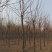 10公分刺槐价格河北刺槐基地绿曦苗圃自家苗圃