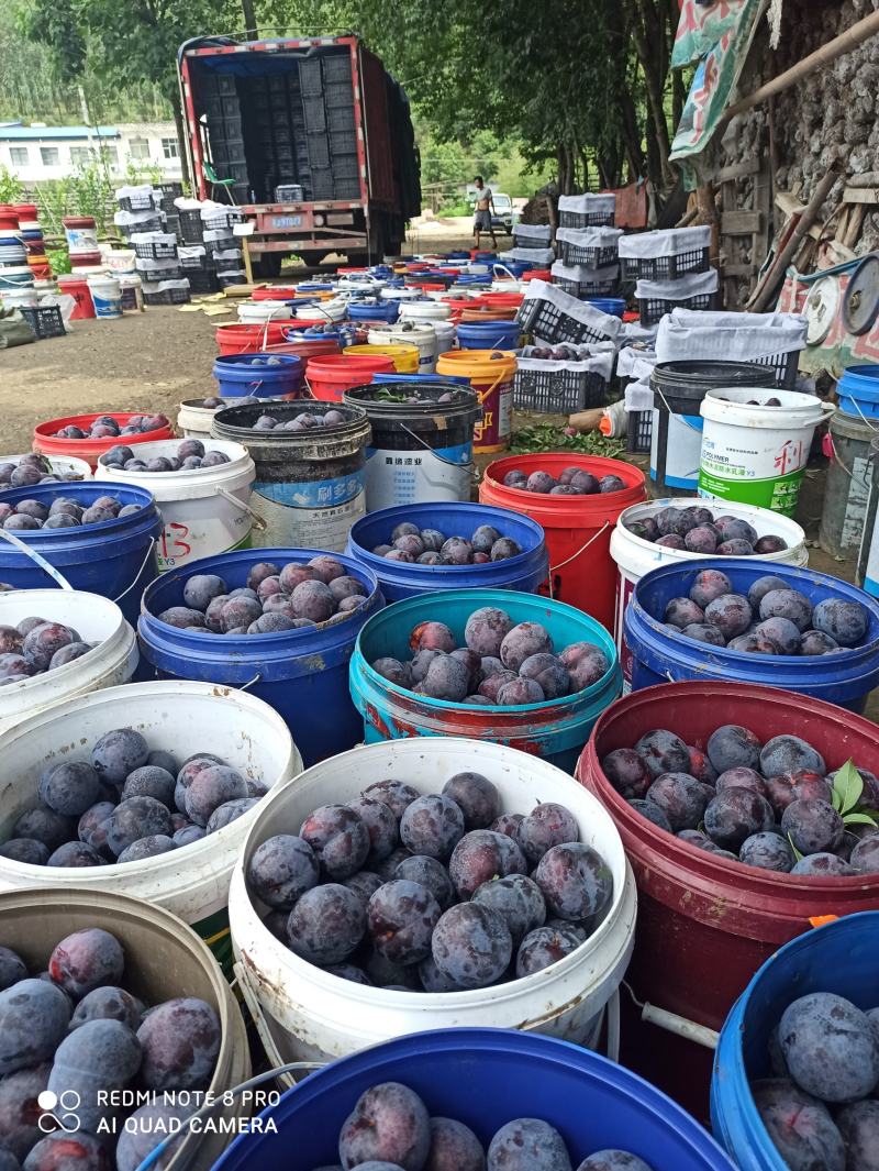 新鲜李子黑布林大量供应应季水果河南南阳