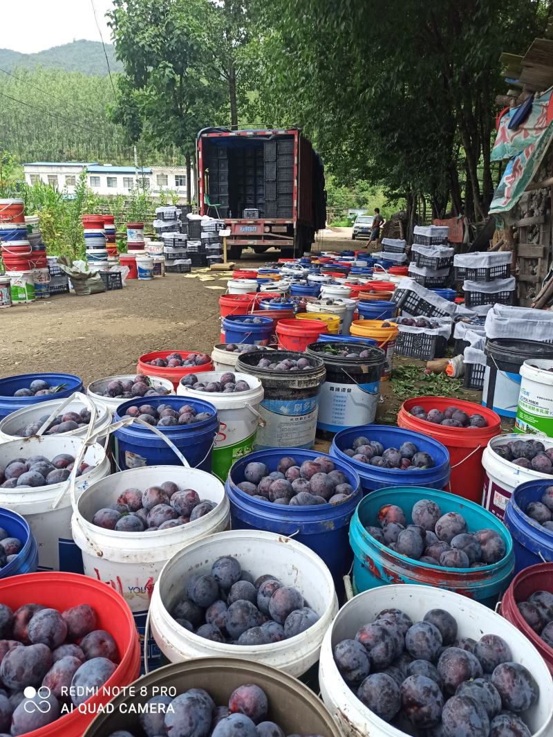 新鲜李子黑布林大量供应应季水果河南南阳
