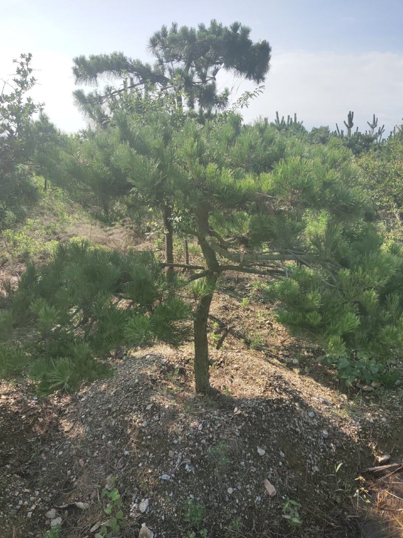 黑松又叫风水树。大公司大企业门口园内比有松树。庄重大气。