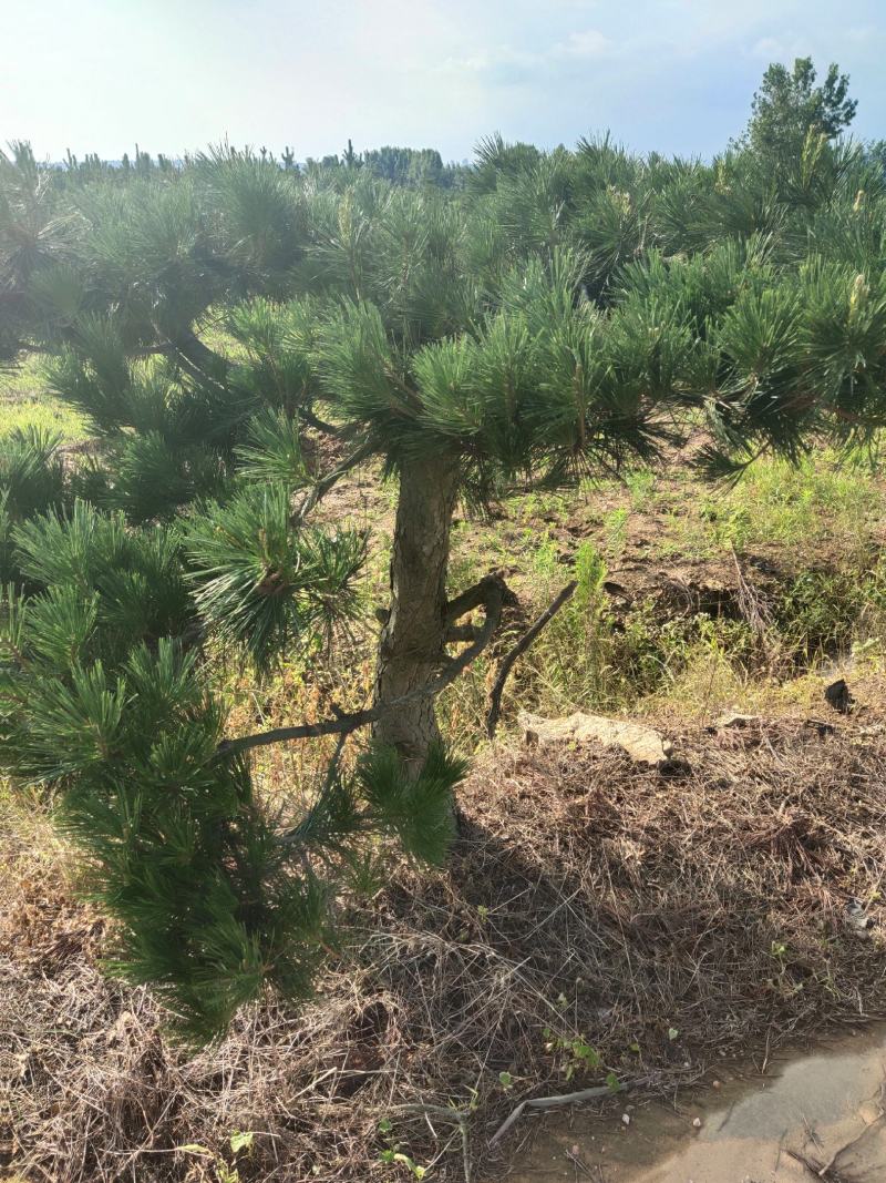 黑松又叫风水树。大公司大企业门口园内比有松树。庄重大气。