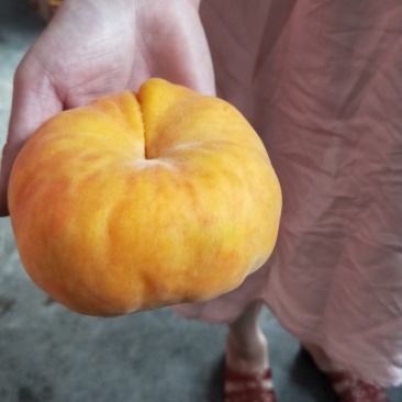 早熟蟠桃口感细腻甜度高成熟早
