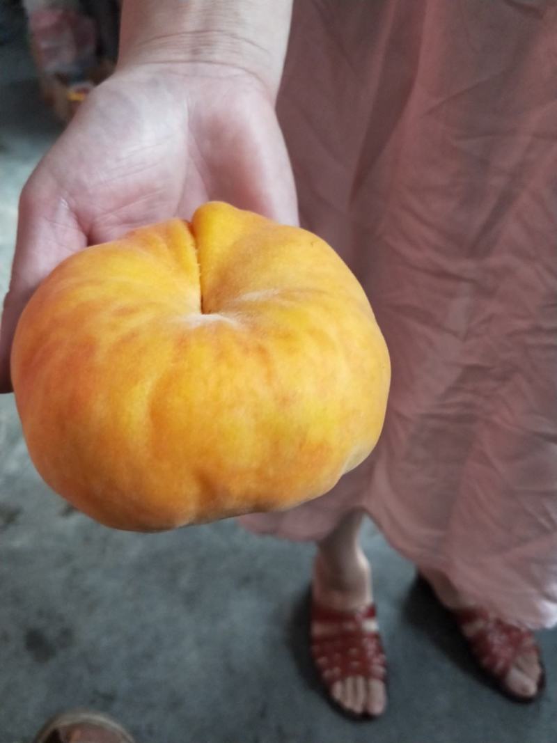 早熟蟠桃口感细腻甜度高成熟早
