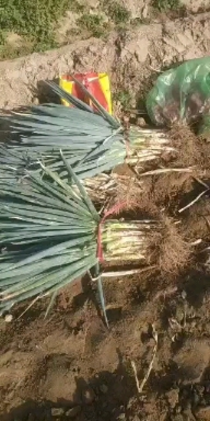 【实力商家】精品铁杆大葱！大量上市！欢迎来电冾谈！
