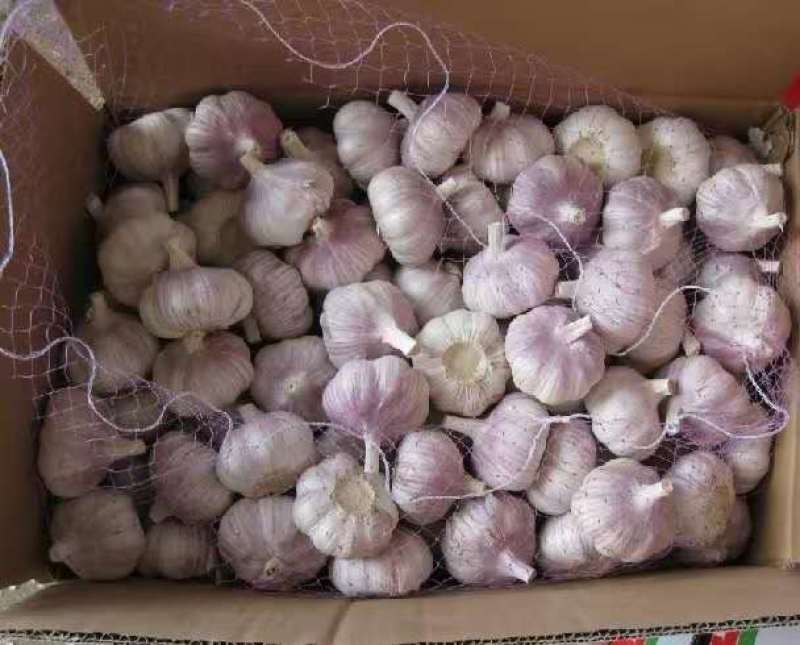 【牛商推荐】山东优质大蒜全国各发货金乡大蒜山东大蒜