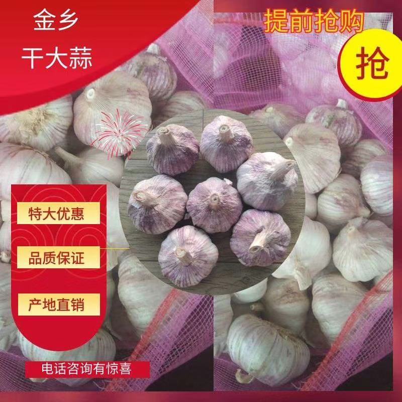 【牛商推荐】山东优质大蒜全国各发货金乡大蒜山东大蒜