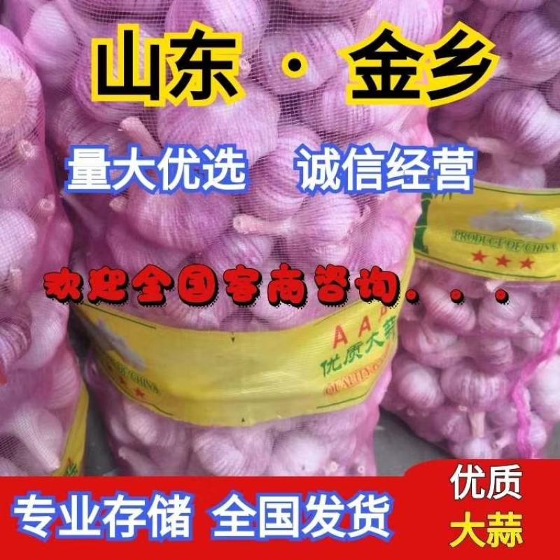 【牛商推荐】山东优质大蒜全国各发货金乡大蒜山东大蒜