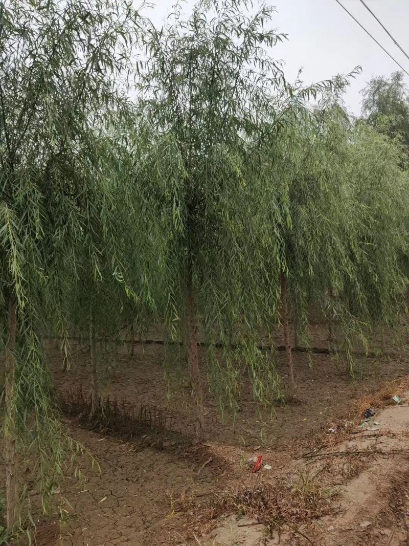 柳树苗河北柳树之乡柳树价格柳树处理柳树基地