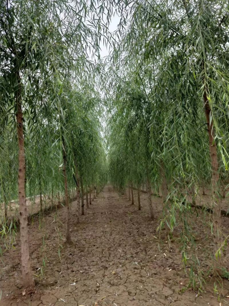 柳树苗河北柳树之乡柳树价格柳树处理柳树基地