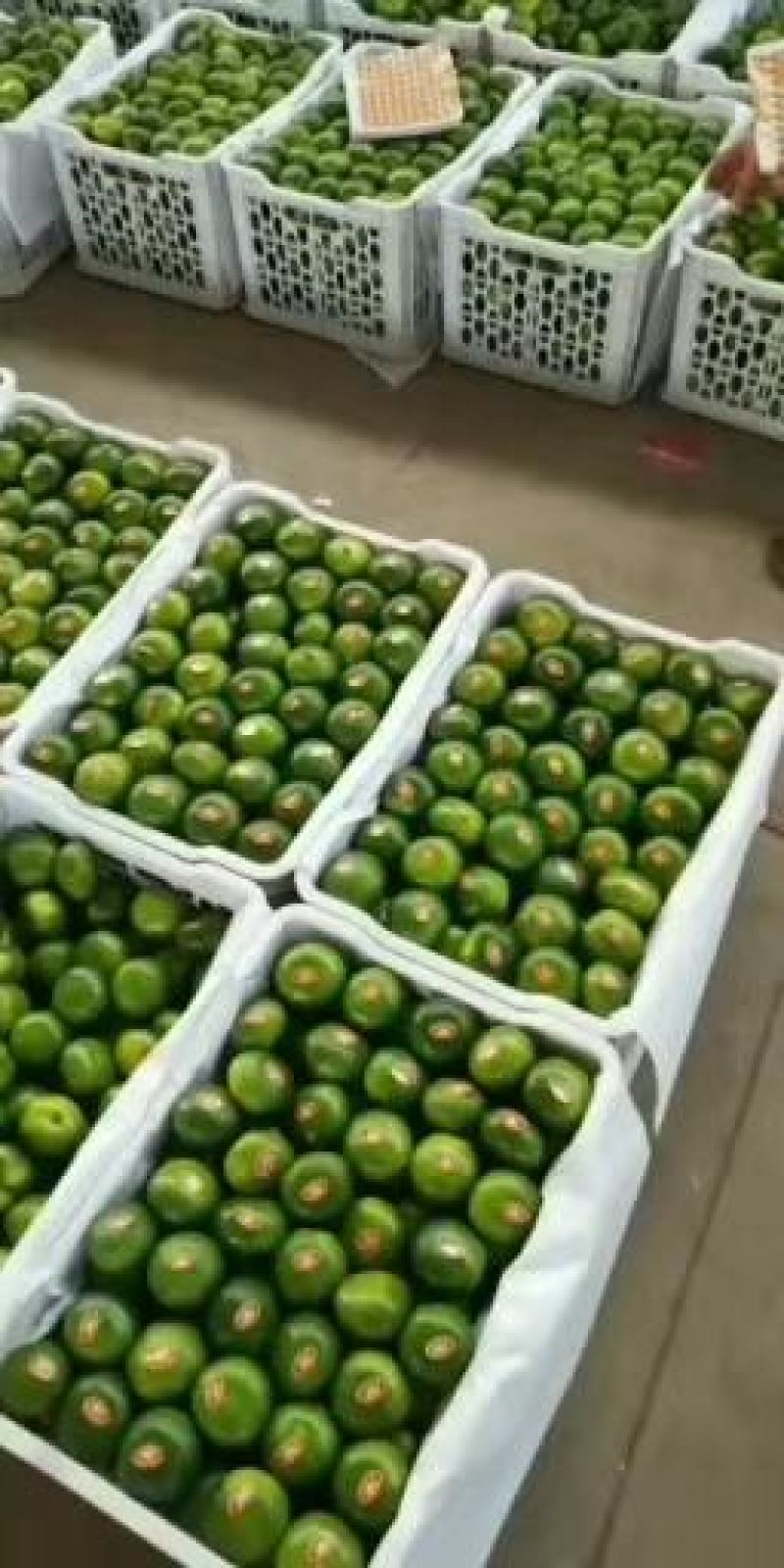 湖南永州市特早蜜桔大量现货供应欢迎来电咨询