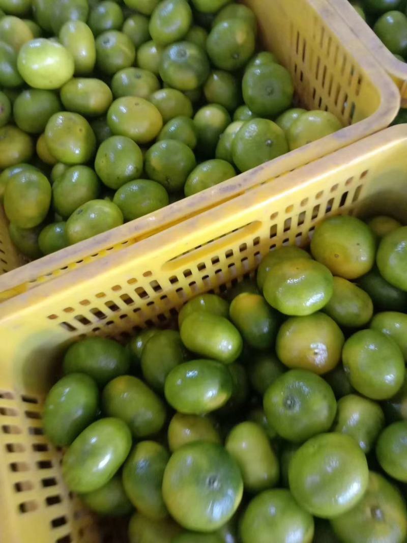 湖南永州市特早蜜桔大量现货供应欢迎来电咨询