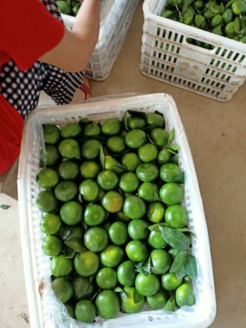 湖南永州市特早蜜桔大量现货供应欢迎来电咨询