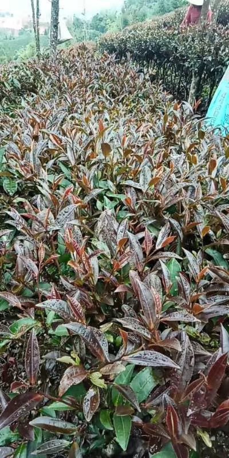 云南省西双版纳傣族自治州勐海县紫娟茶