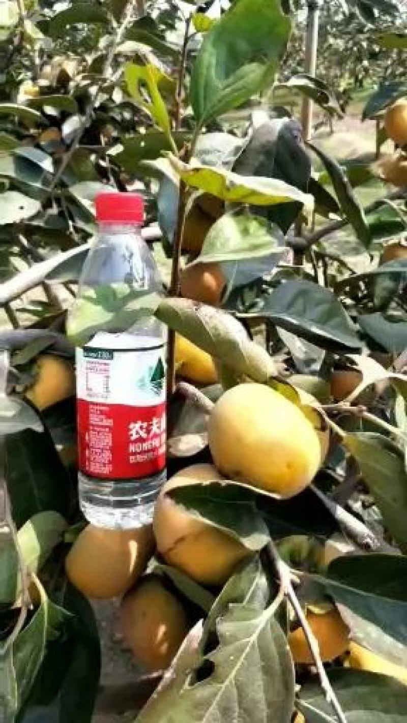 阳丰脆甜柿子树苗，柿子口感细腻甜度高营养价值高