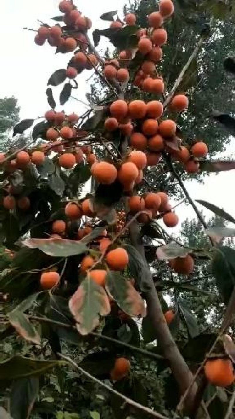 阳丰脆甜柿子树苗，柿子口感细腻甜度高营养价值高