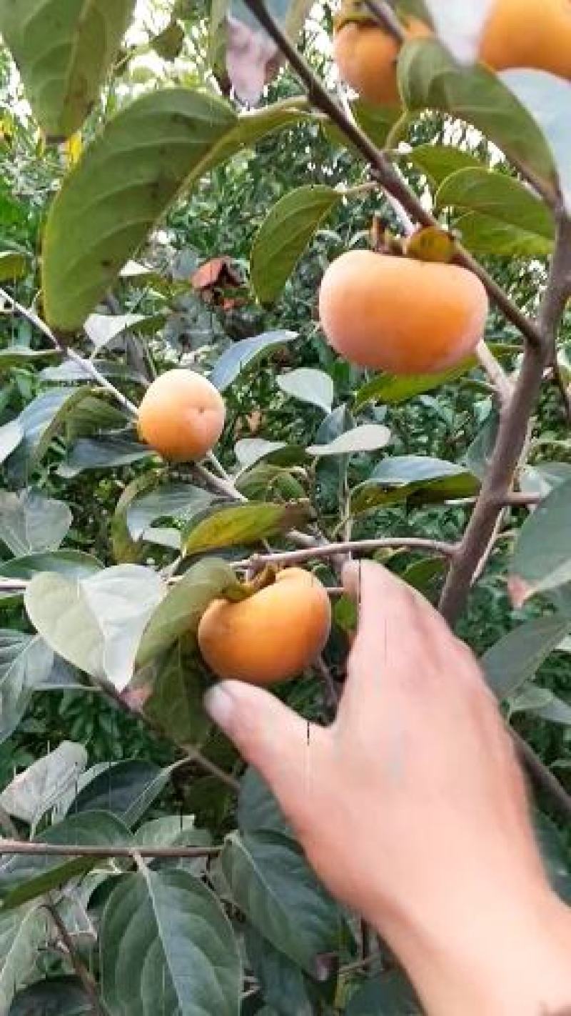 阳丰脆甜柿子树苗，柿子口感细腻甜度高营养价值高