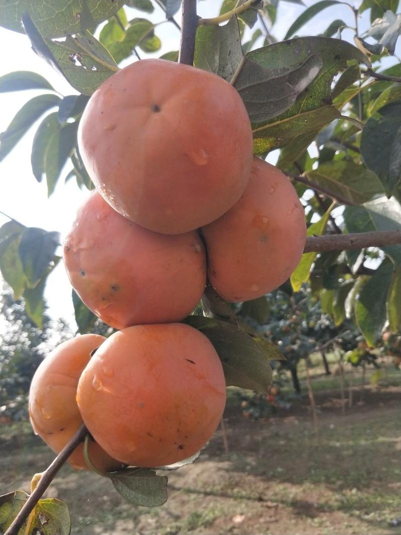 甜柿子树苗口感细腻甜度高营养价值高。