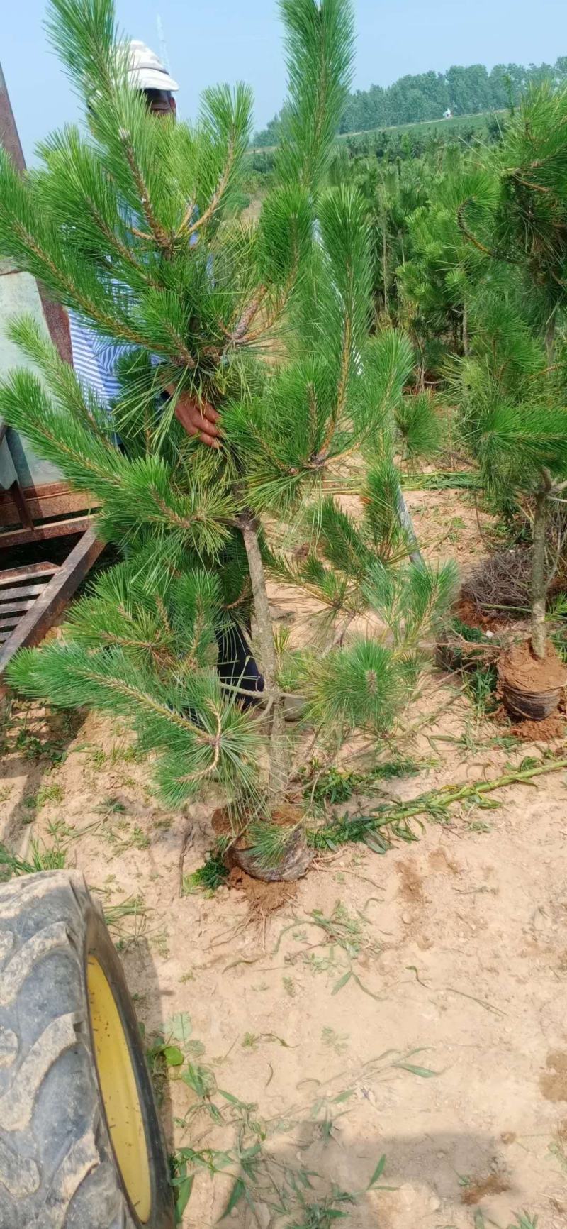 黑松规格齐全量大价格实惠。荒山绿化造型树首先。