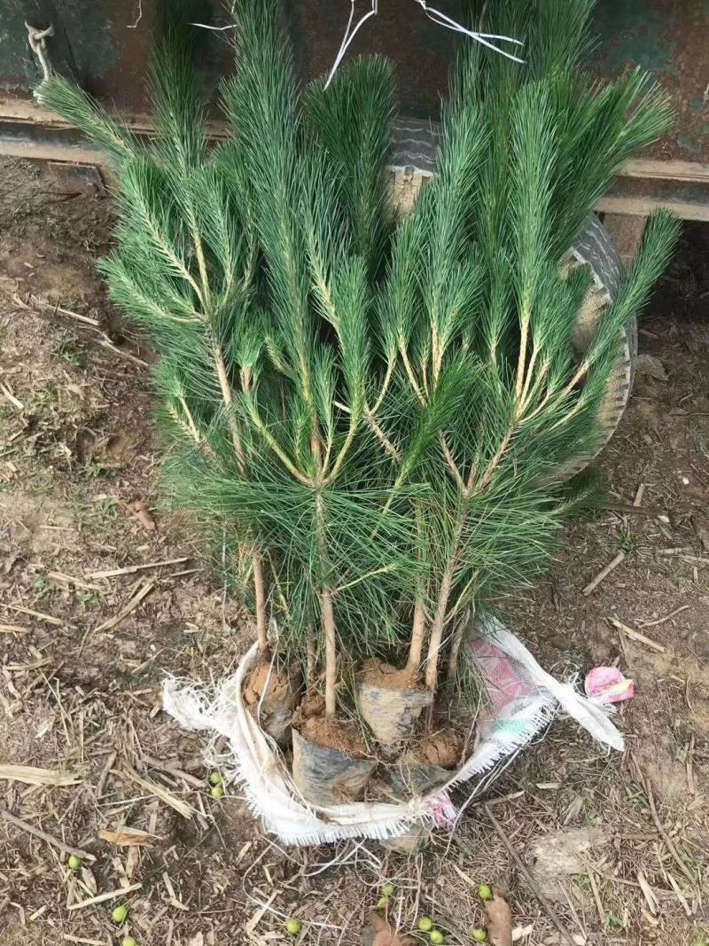 黑松规格齐全量大价格实惠。荒山绿化造型树首先。