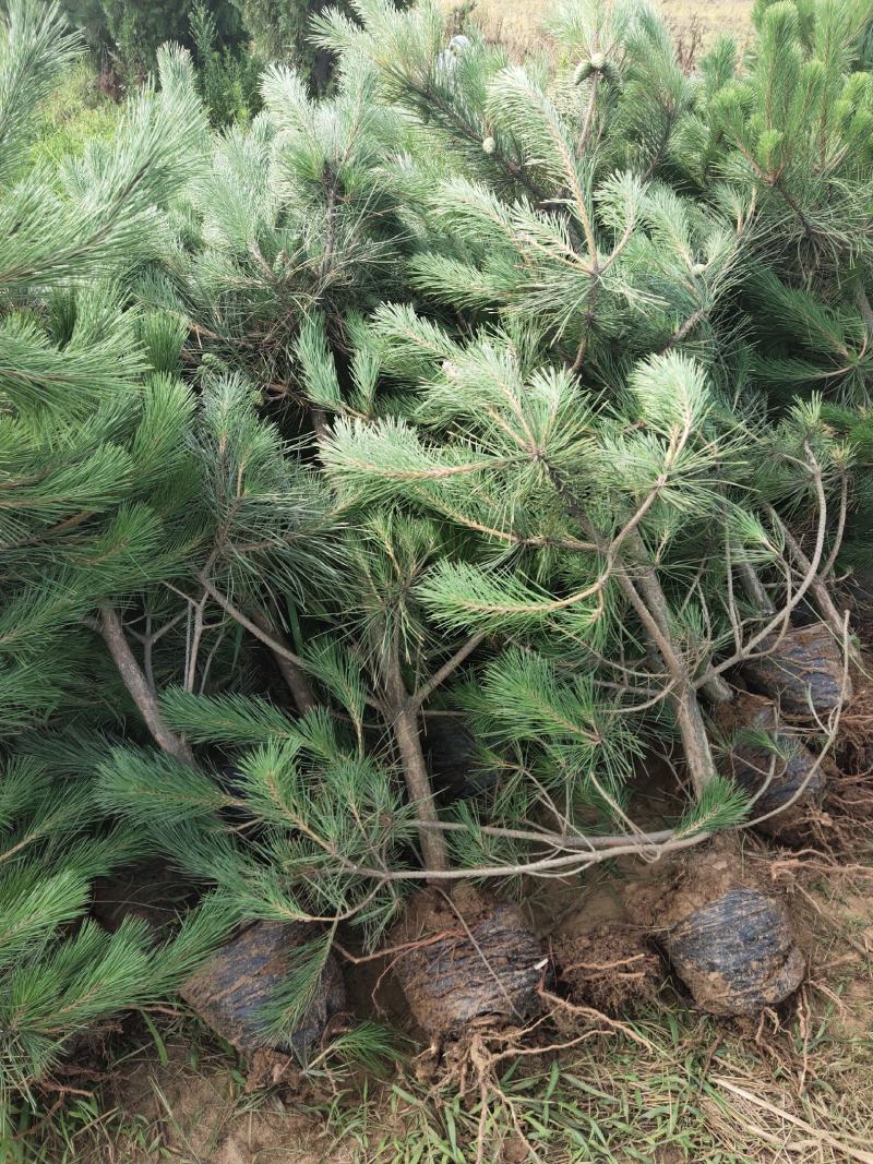 黑松规格齐全量大价格实惠。荒山绿化造型树首先。