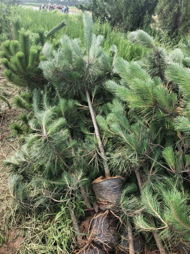 黑松规格齐全量大价格实惠。荒山绿化造型树首先。