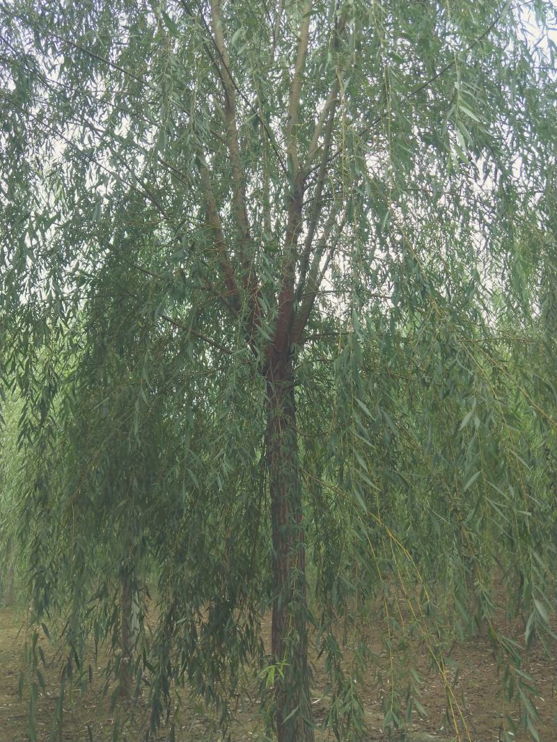 垂柳小苗价格，河北垂柳小苗，河北保定垂柳基地