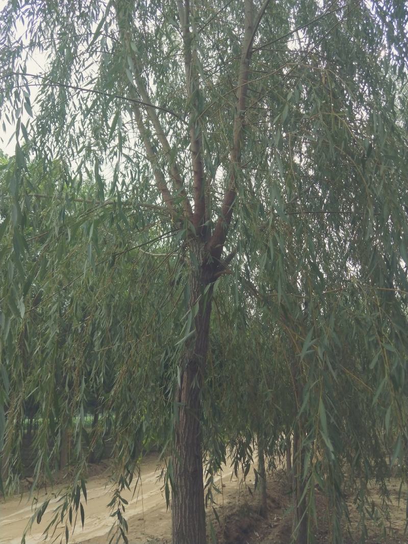 垂柳小苗价格，河北垂柳小苗，河北保定垂柳基地