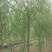 垂柳小苗价格，河北垂柳小苗，河北保定垂柳基地