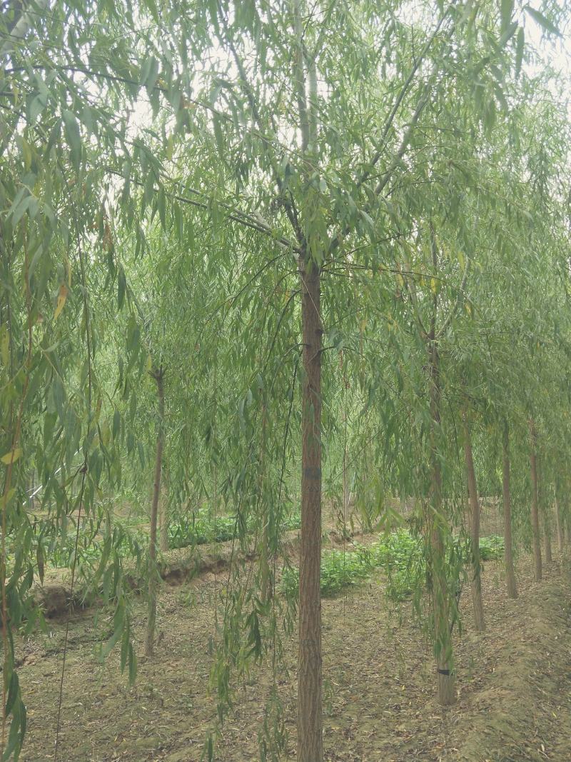 垂柳小苗价格，河北垂柳小苗，河北保定垂柳基地