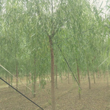 垂柳小苗价格，河北垂柳小苗，河北保定垂柳基地