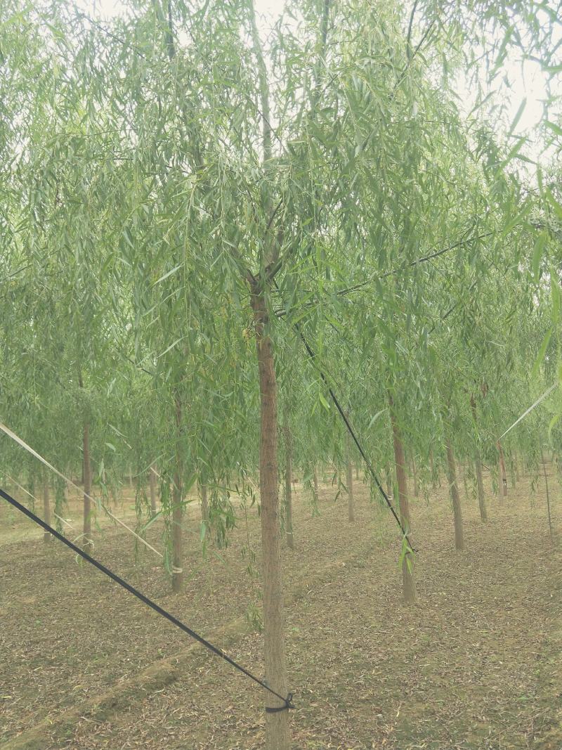 垂柳小苗价格，河北垂柳小苗，河北保定垂柳基地