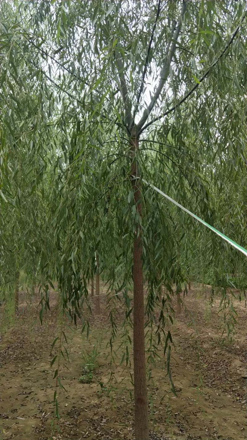 垂柳小苗价格，河北垂柳小苗，河北保定垂柳基地