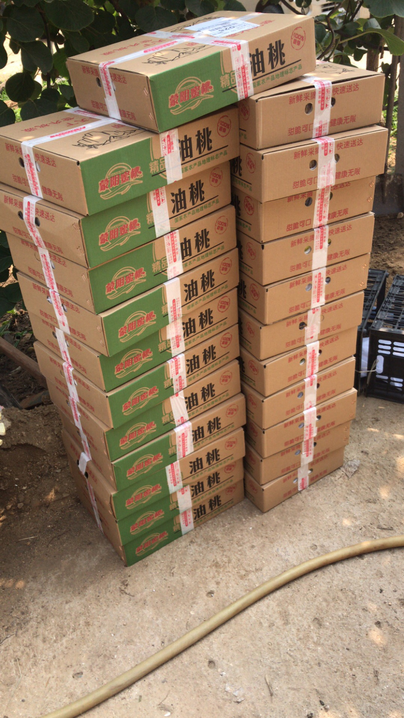 黄菊油一件代发实力经营可视频看货