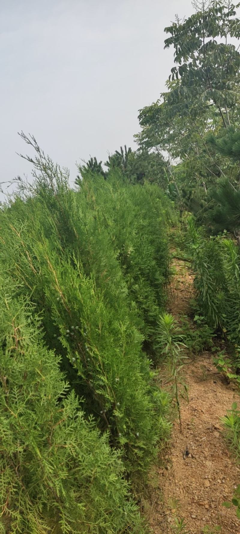 侧柏规格齐全量大价格实惠欢迎实地考察