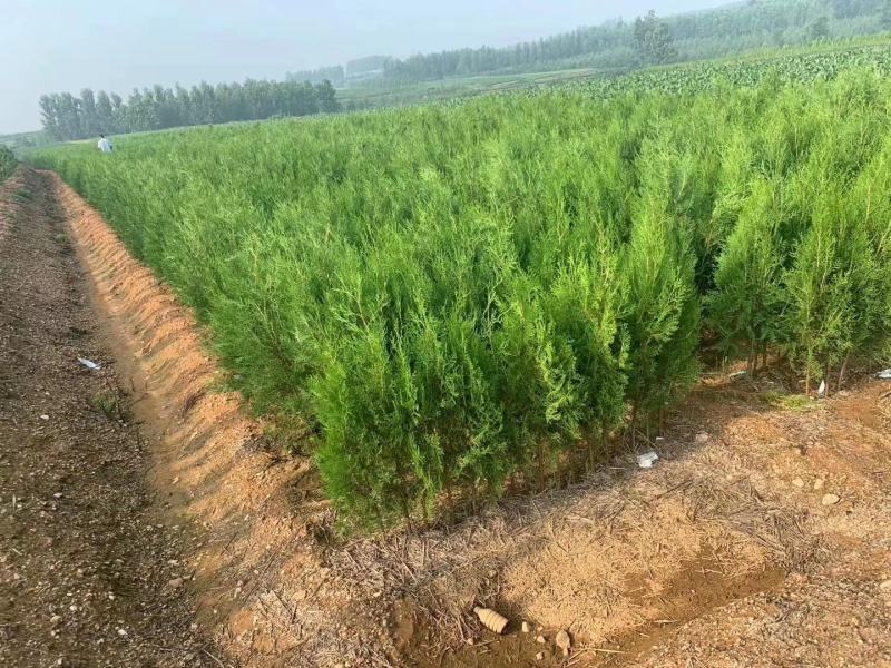 侧柏规格齐全量大价格实惠欢迎实地考察