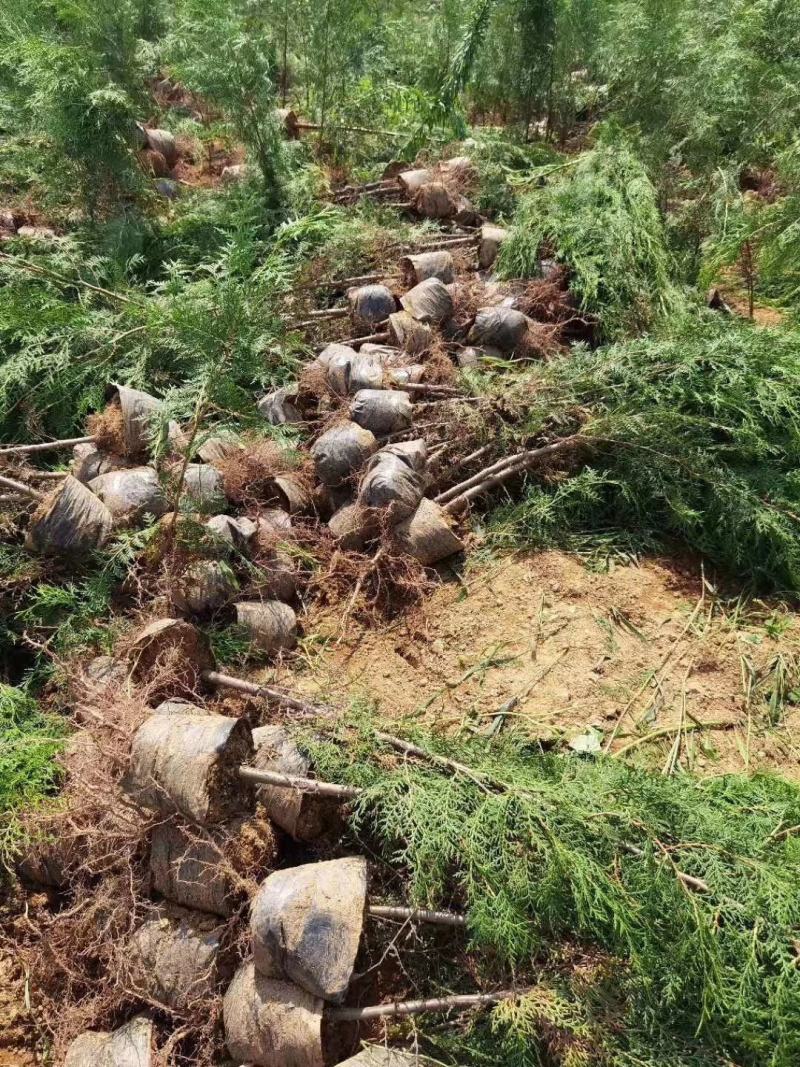侧柏规格齐全量大价格实惠欢迎实地考察