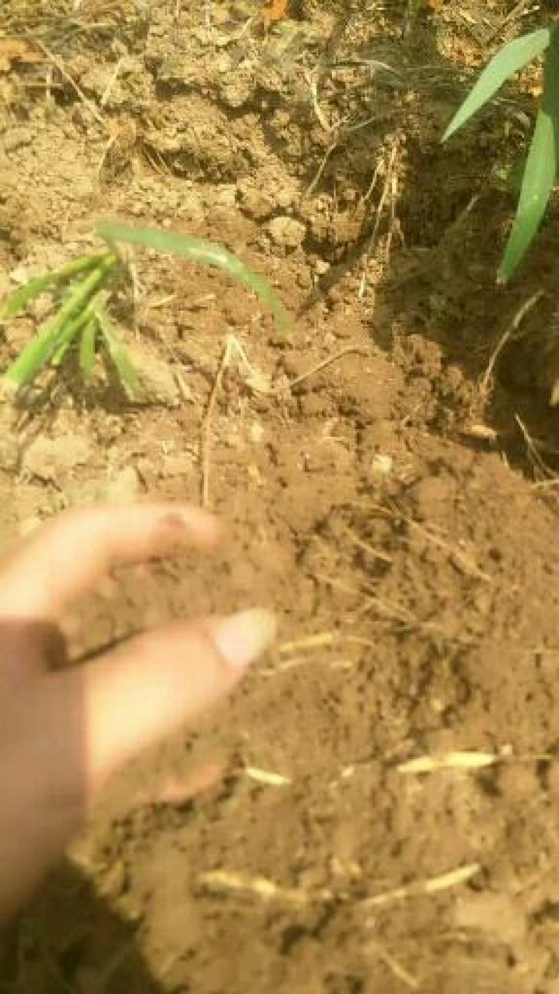 贵州省施秉县牛大场的太子参假一赔十包邮了