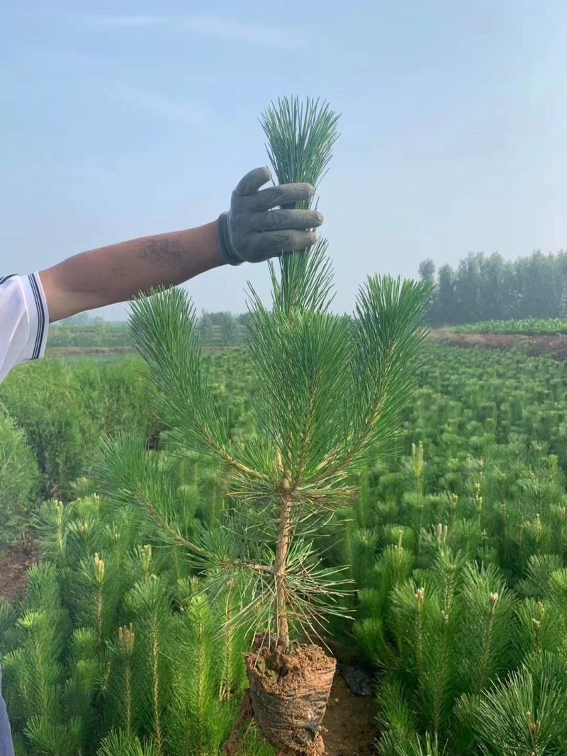黑松，绿化乔木，风水树。可做造型。荒山绿化。
