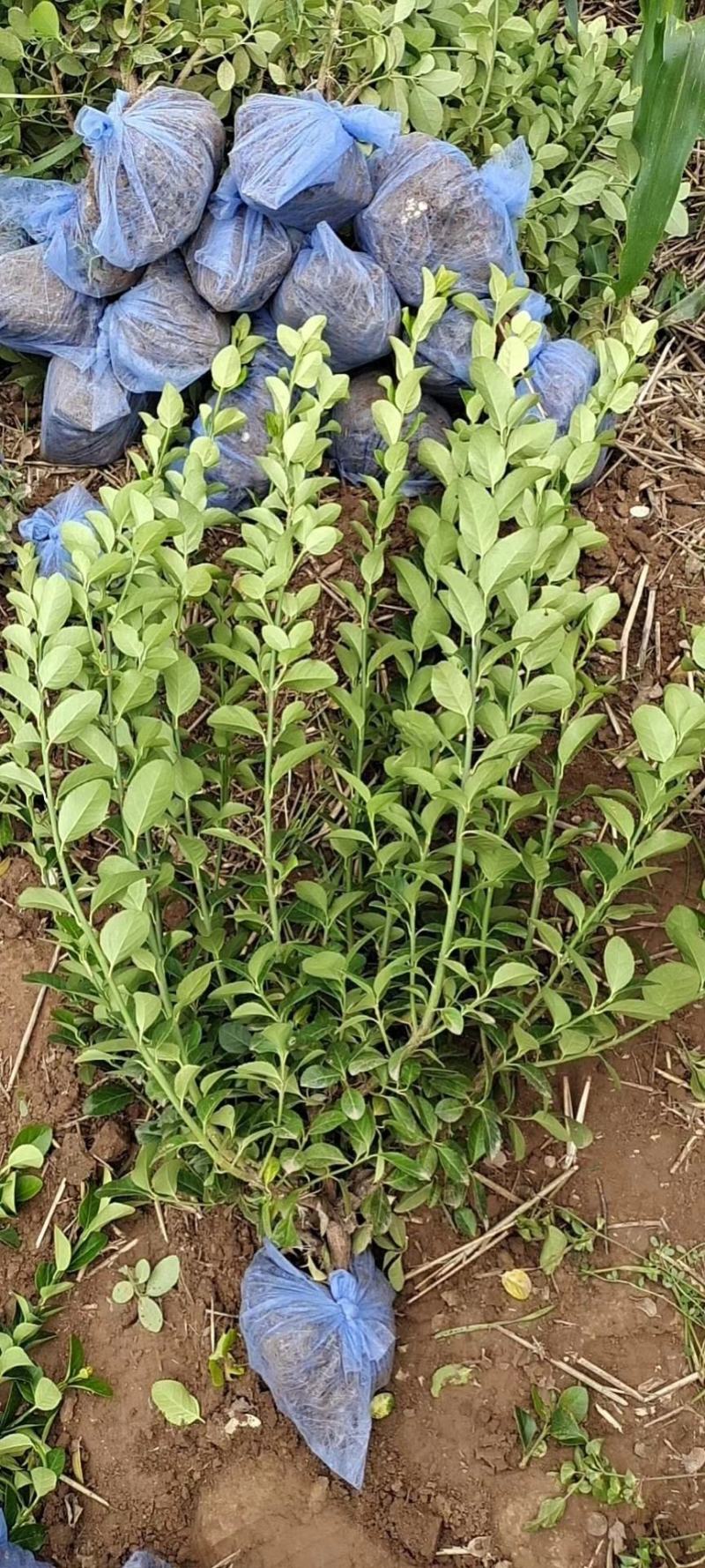 河北卫矛小苗，60卫矛价格，基地卫矛小苗