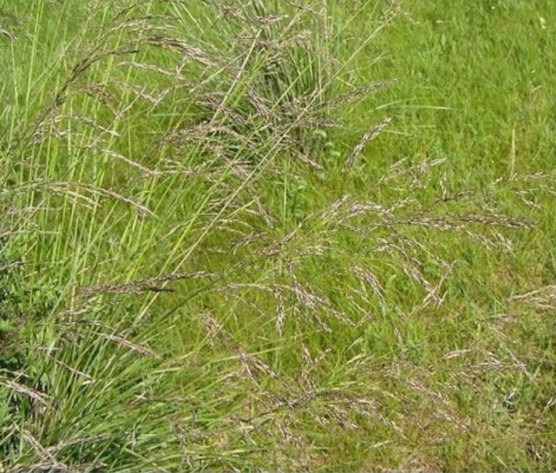 芨芨草种子山地旱地专用牧草绿化专种子