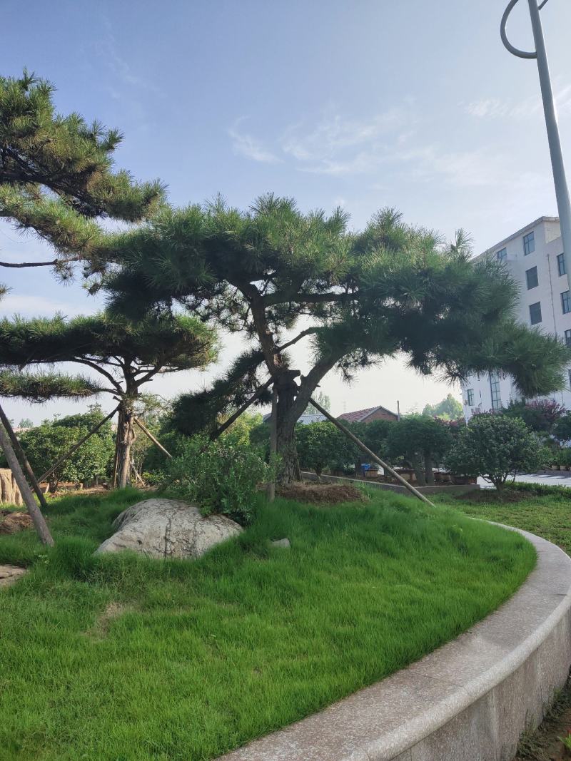 黑松。庄重大方。聚财保平安。企业大院。政府机关。公园首先