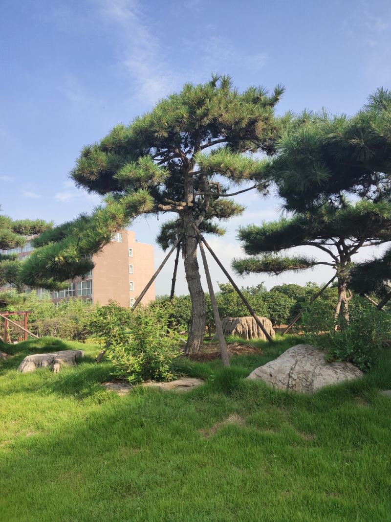 黑松。庄重大方。聚财保平安。企业大院。政府机关。公园首先