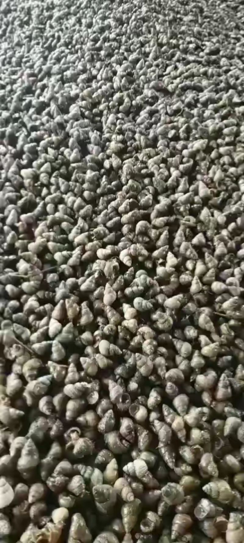 产地直供，螺蛳，田螺各种规格都有，